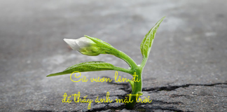 Những câu nghị luận xã hội hay về ý chí nghị lực