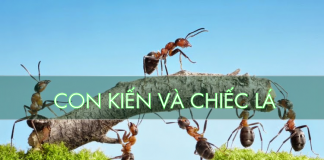 Nghị luận về câu chuyện Vết nứt và con kiến